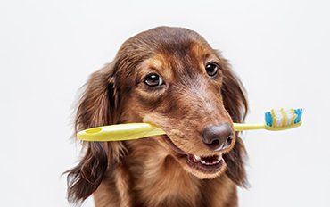 Pet Doctor — Dentistry in Redmond, OR