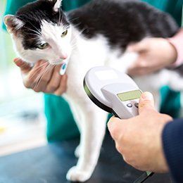 Vet — Microchipping in Redmond, OR