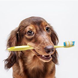 Pet Doctor — Dentistry in Redmond, OR