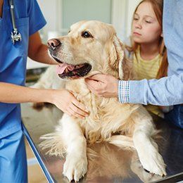 Animal Clinic — Surgery in Redmond, OR