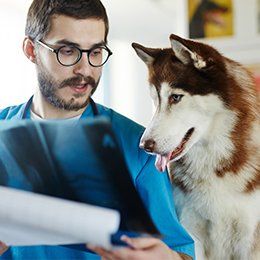 Dogs — Radiology in Redmond, OR