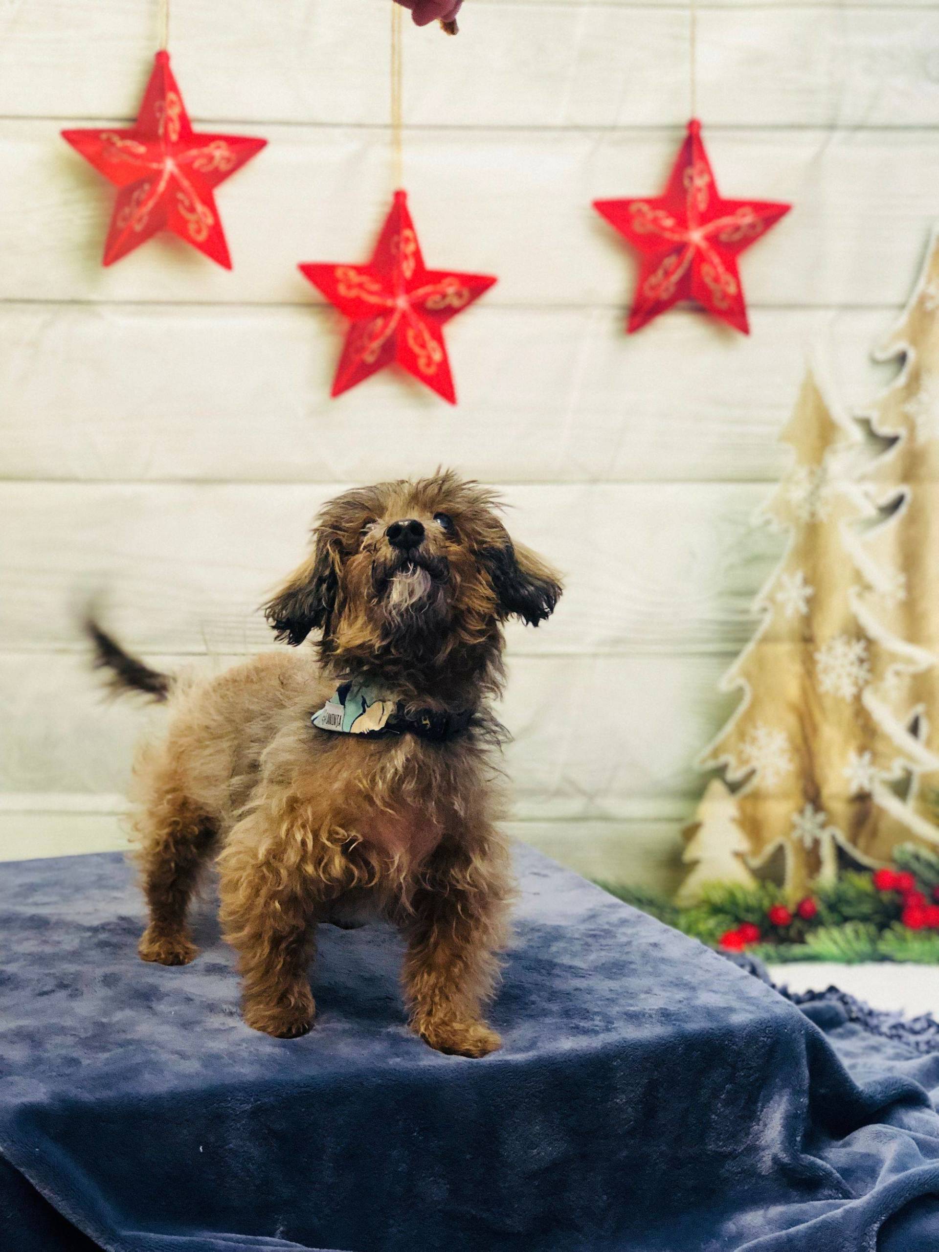 Curly Fur Dog — Redmond, OR — Rimrock Veterinary Clinic​​