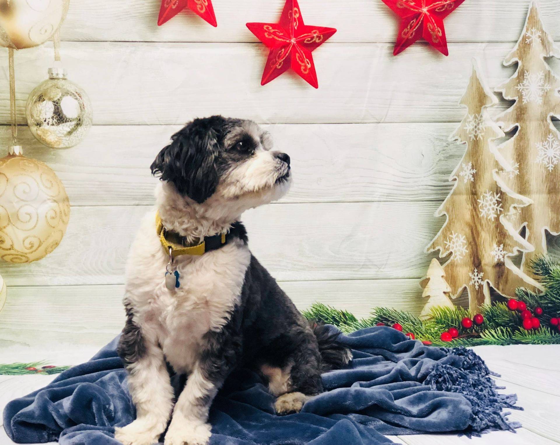 Black and White Curly Fur Dog — Redmond, OR — Rimrock Veterinary Clinic​​