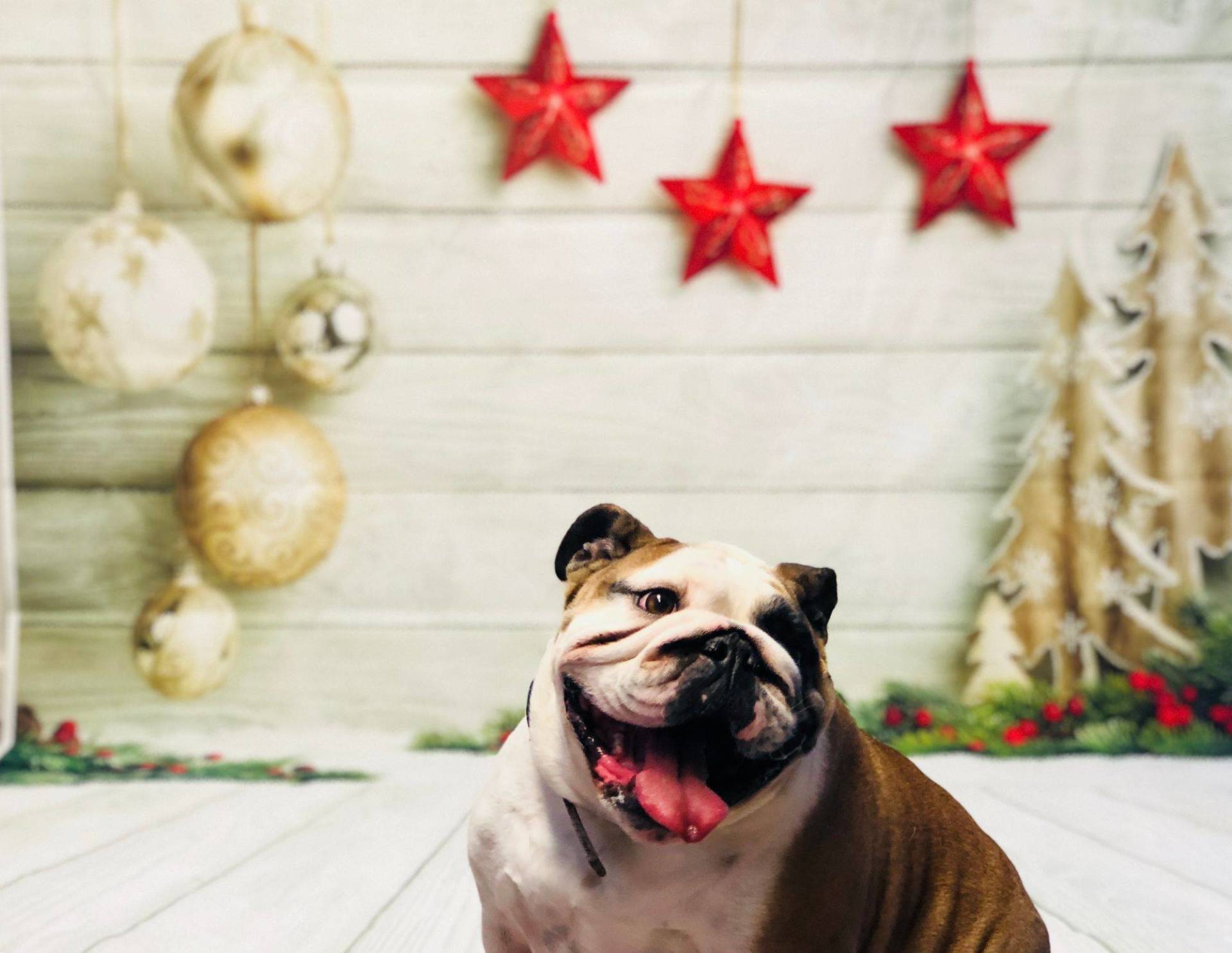 Bulldog — Redmond, OR — Rimrock Veterinary Clinic​​