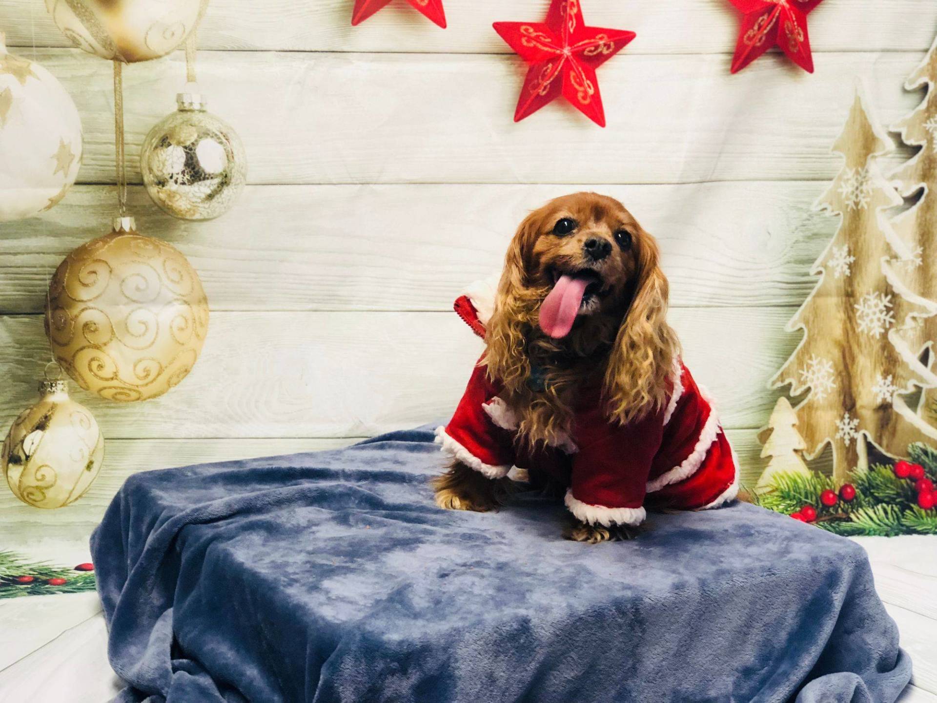 Dog Sticking Tongue Out — Redmond, OR — Rimrock Veterinary Clinic​​