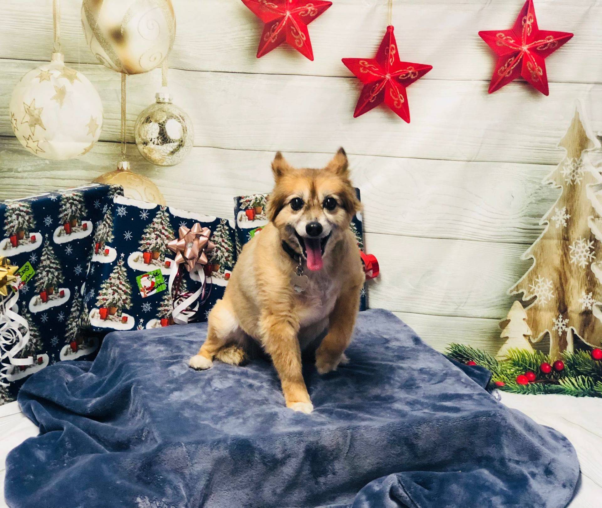 Dog Posing — Redmond, OR — Rimrock Veterinary Clinic​​