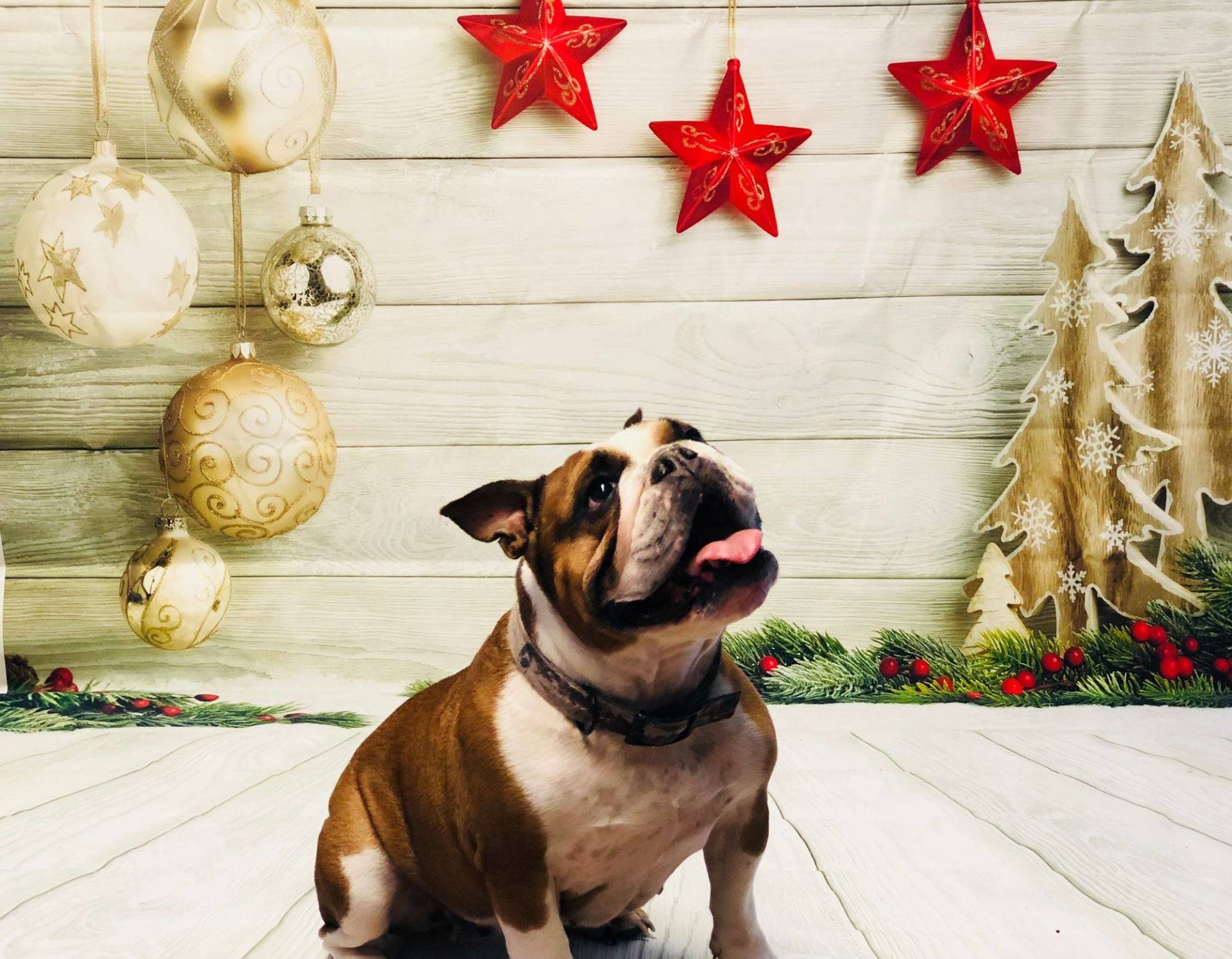 Bulldog Posing — Redmond, OR — Rimrock Veterinary Clinic​​