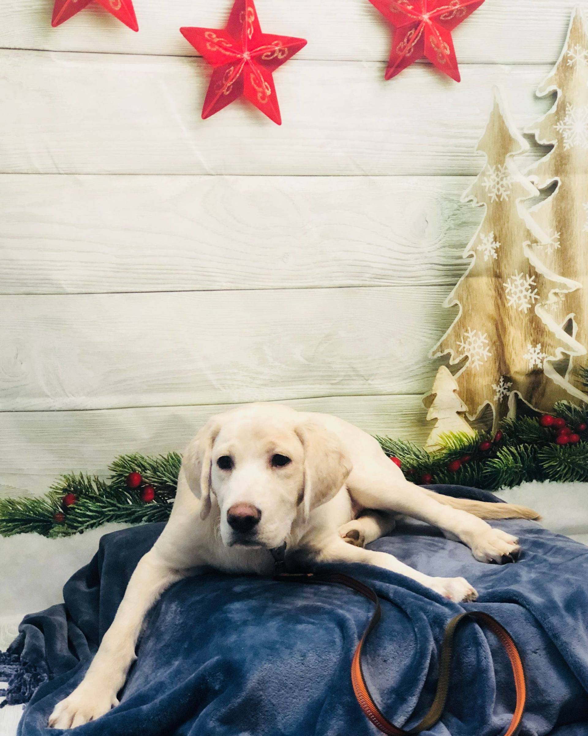 Labrador — Redmond, OR — Rimrock Veterinary Clinic​​