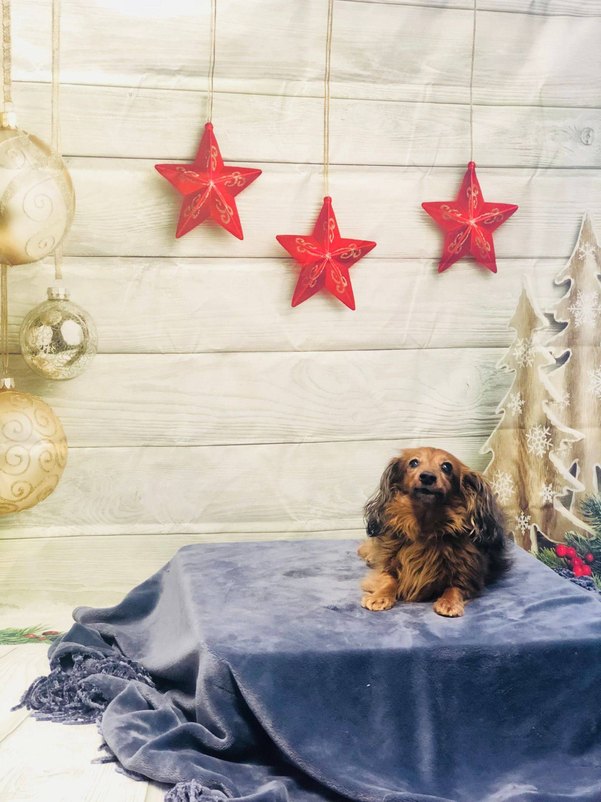 Cute Puppy — Redmond, OR — Rimrock Veterinary Clinic​​