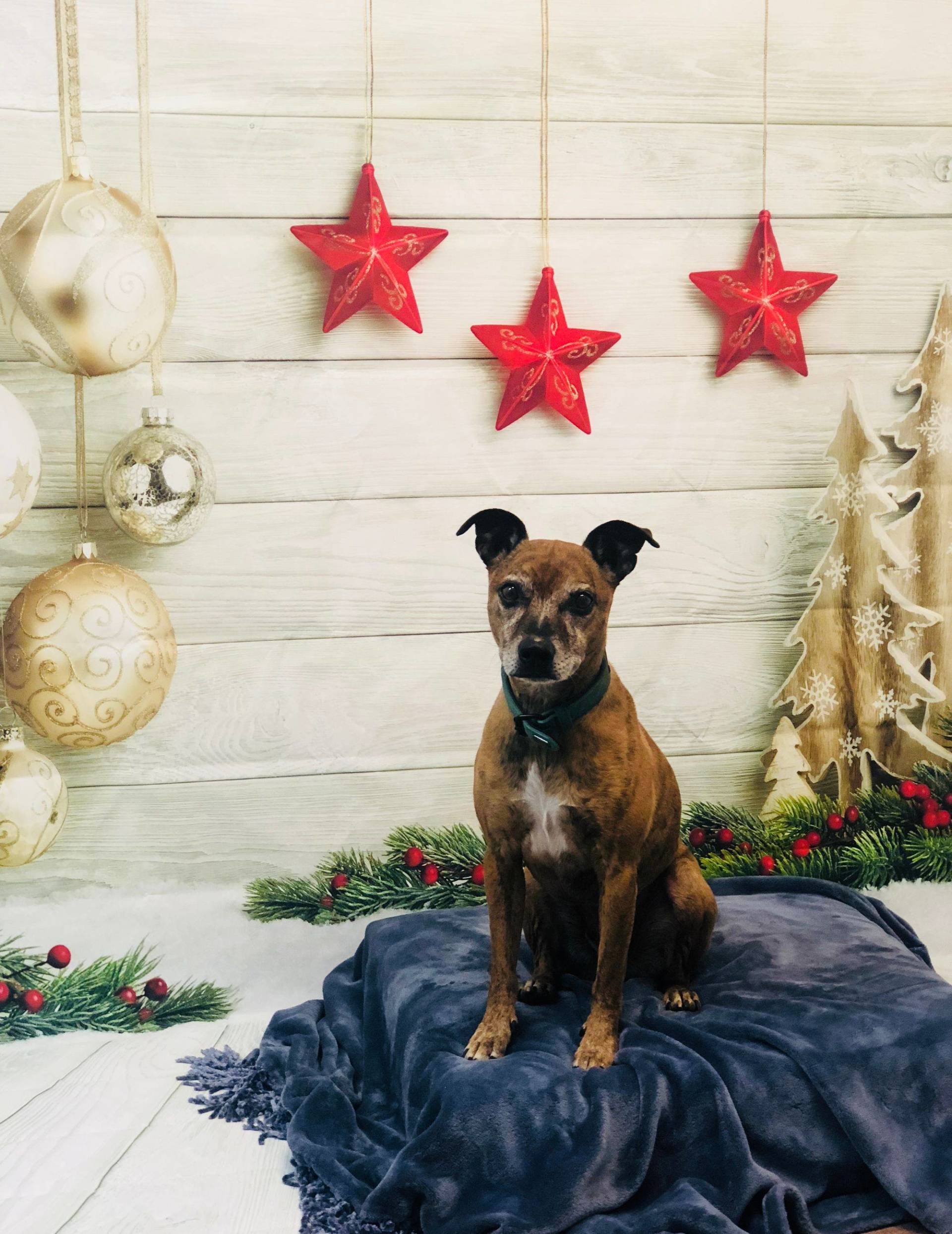 Dog Sitting — Redmond, OR — Rimrock Veterinary Clinic​​