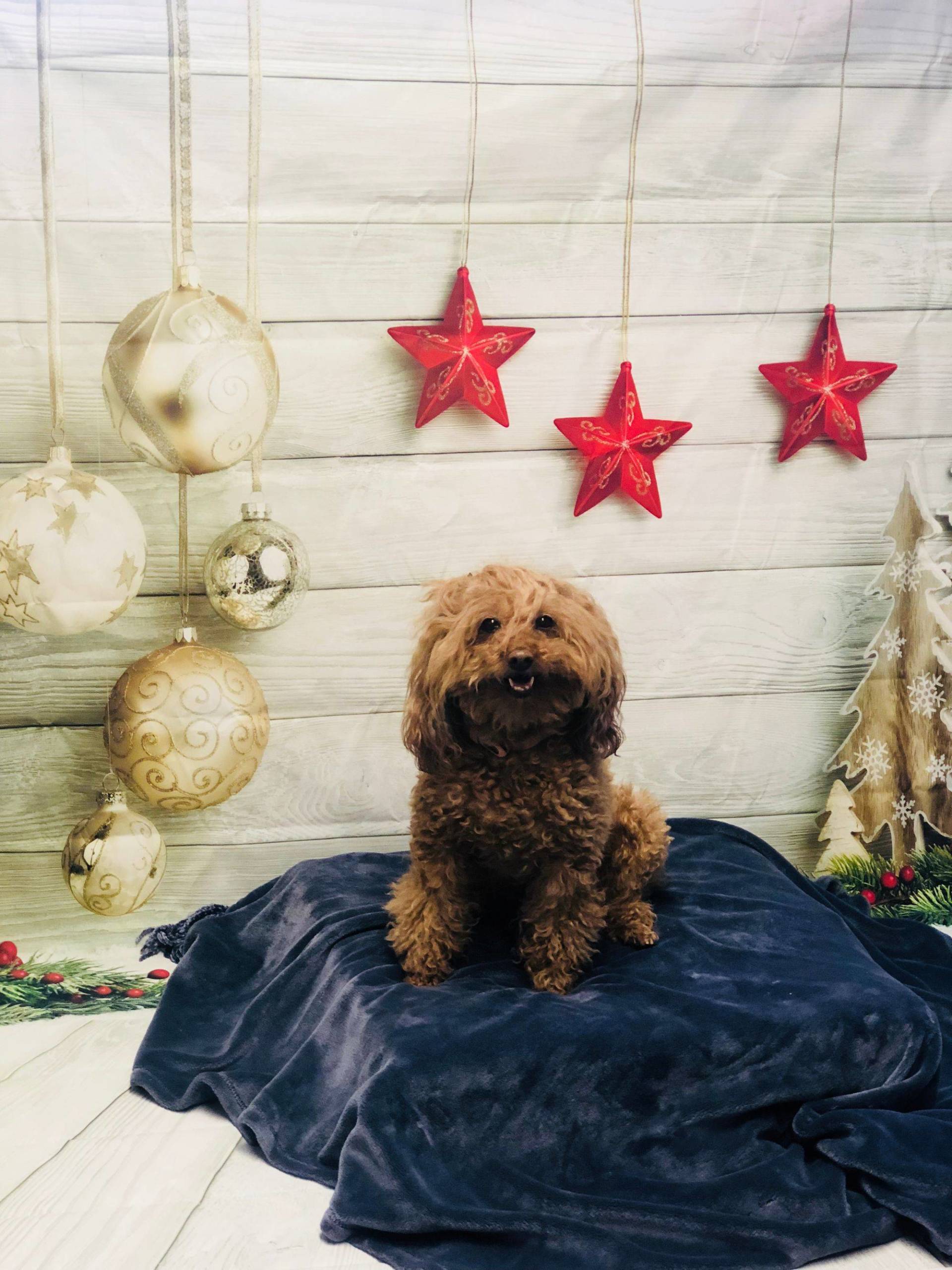 Cockapoo — Redmond, OR — Rimrock Veterinary Clinic​​