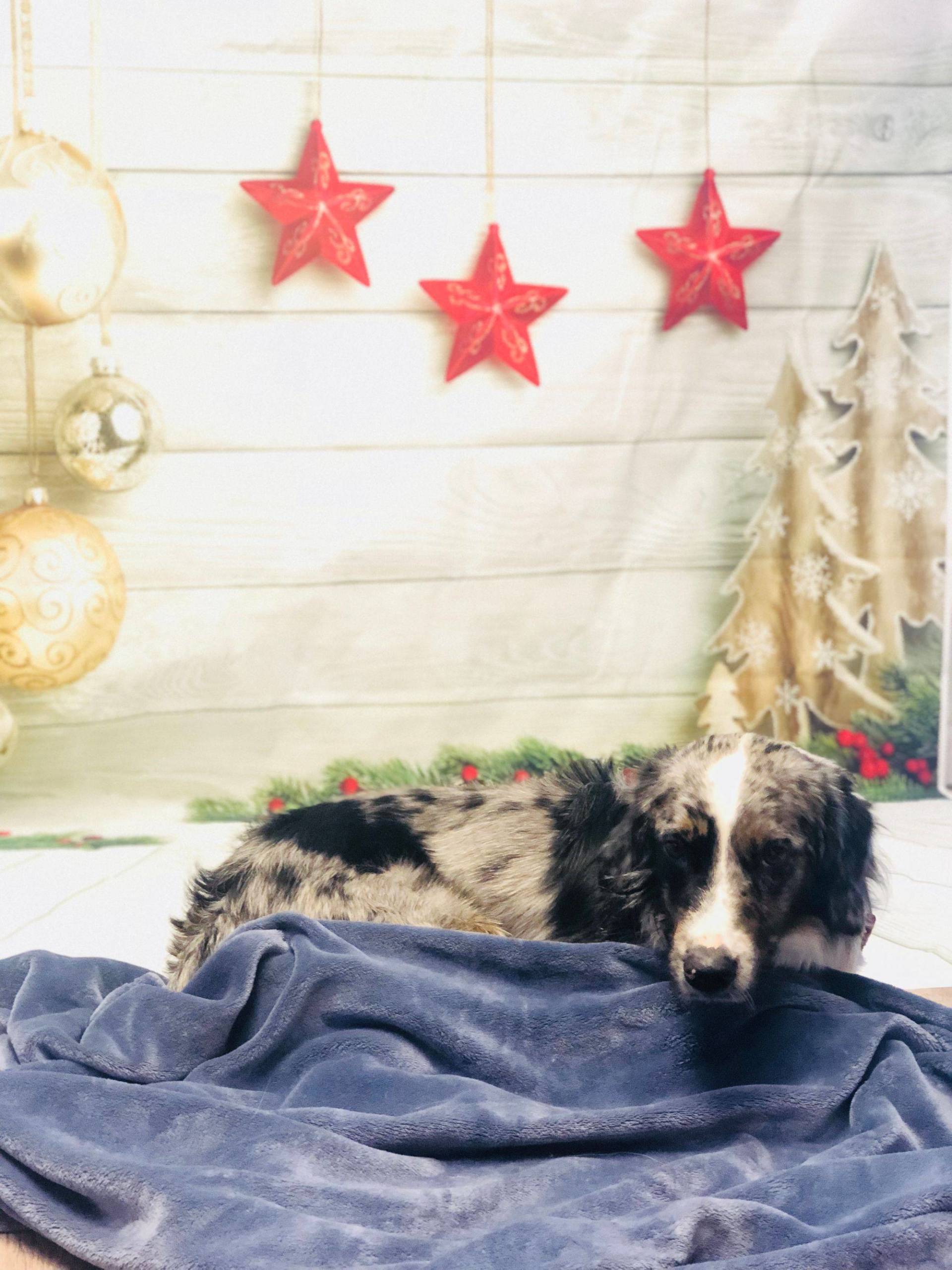 Dog Lying Down — Redmond, OR — Rimrock Veterinary Clinic​​