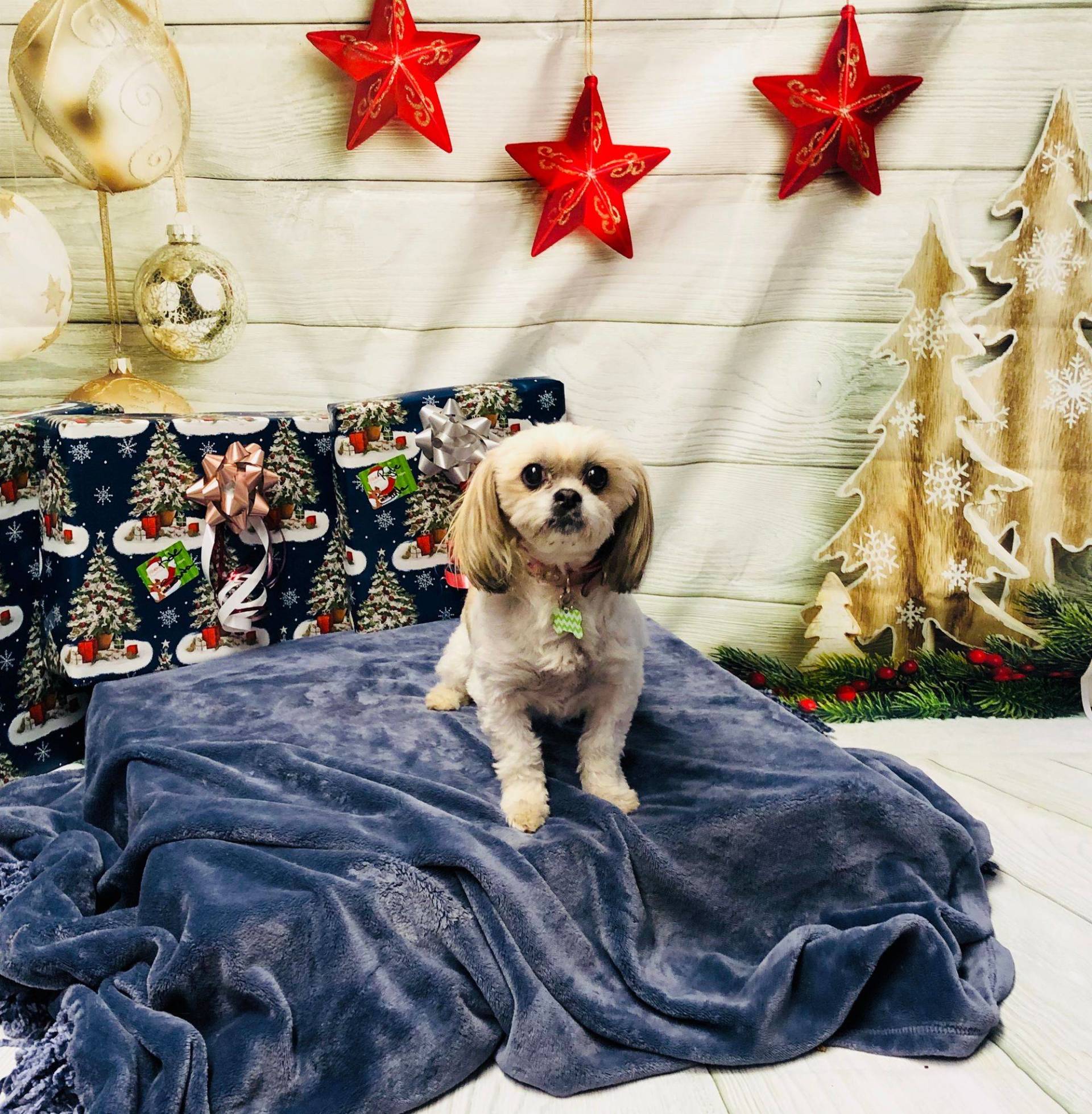 Maltese Shih Tzu — Redmond, OR — Rimrock Veterinary Clinic​​