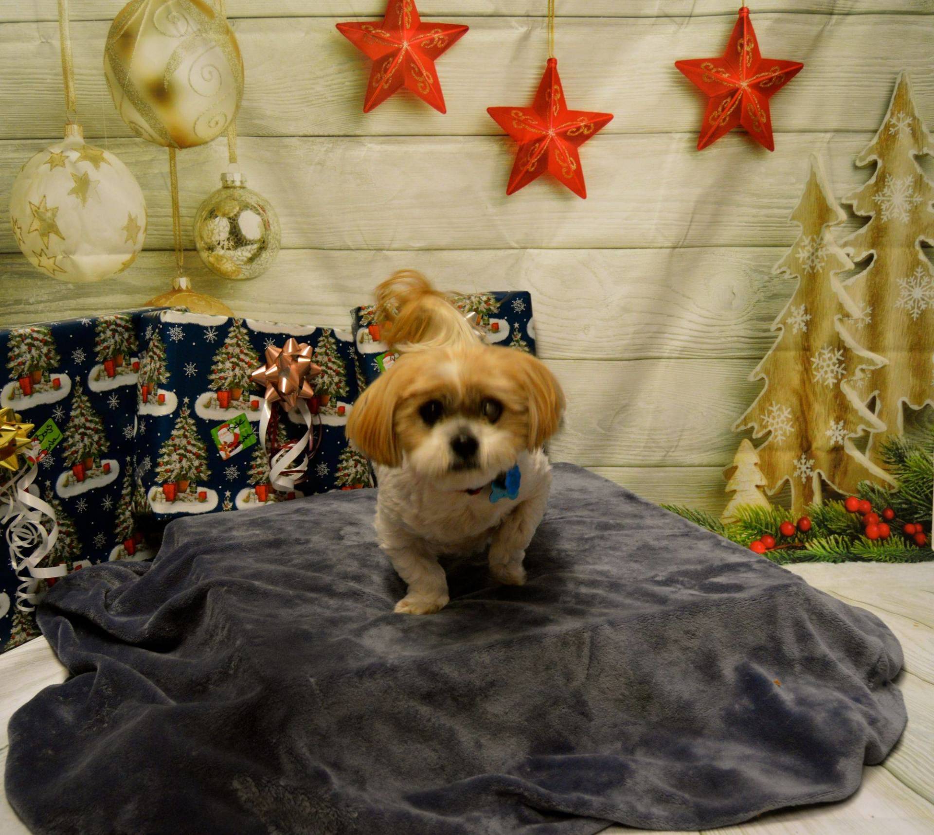 Shih Tzu Puppy — Redmond, OR — Rimrock Veterinary Clinic​​