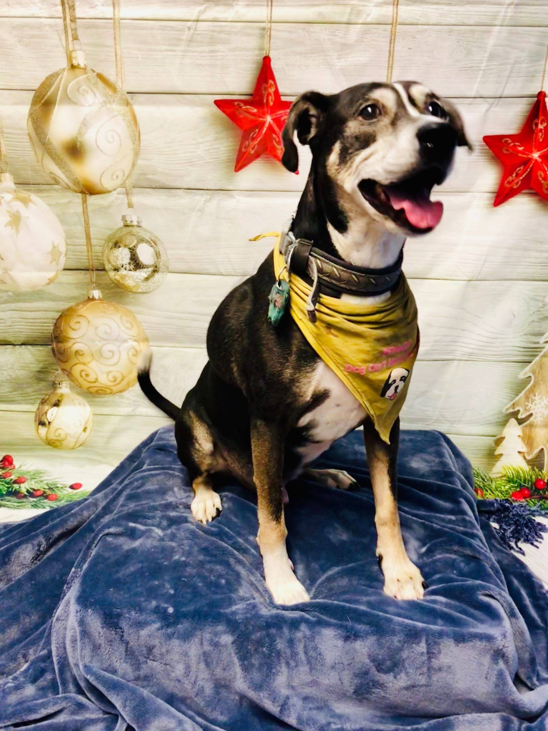 Large Dog — Redmond, OR — Rimrock Veterinary Clinic​​