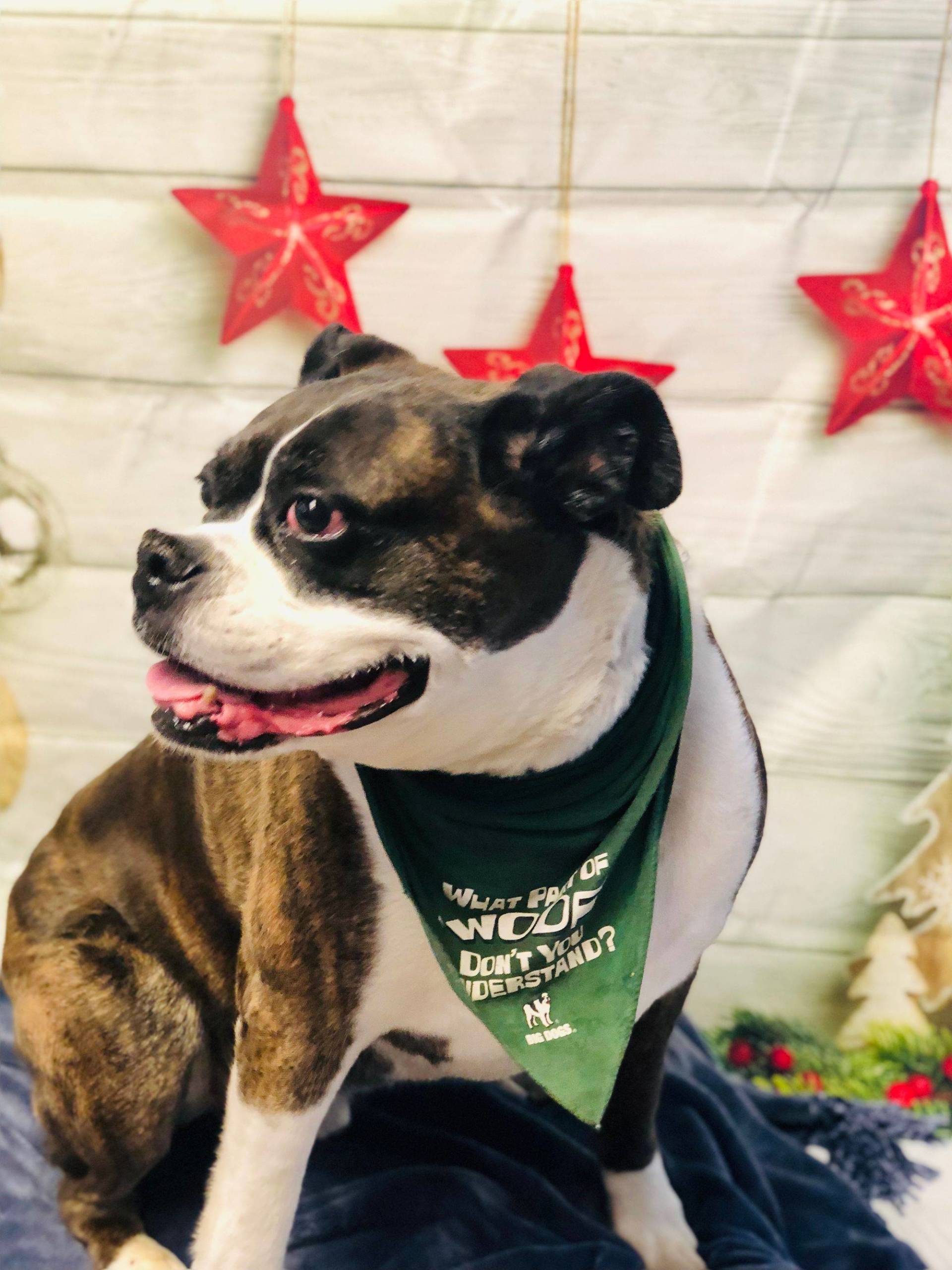 Dog Side View — Redmond, OR — Rimrock Veterinary Clinic​​