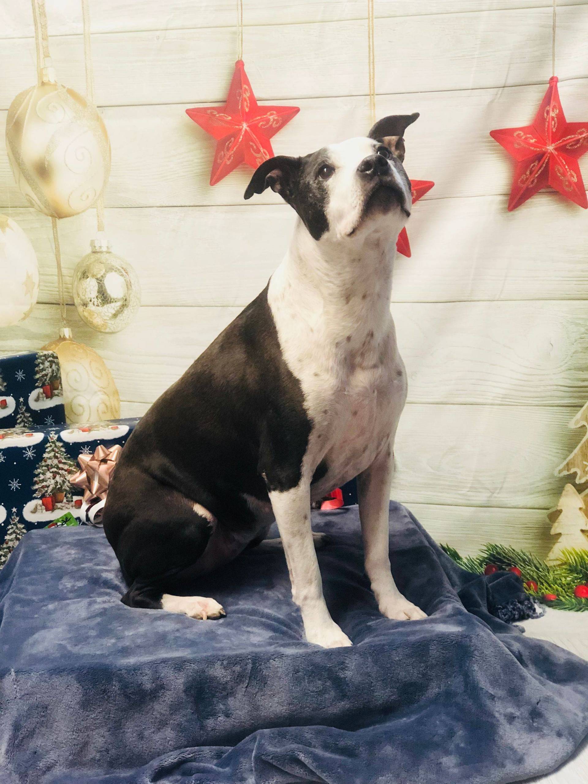 Large Dog Looking Up — Redmond, OR — Rimrock Veterinary Clinic​​