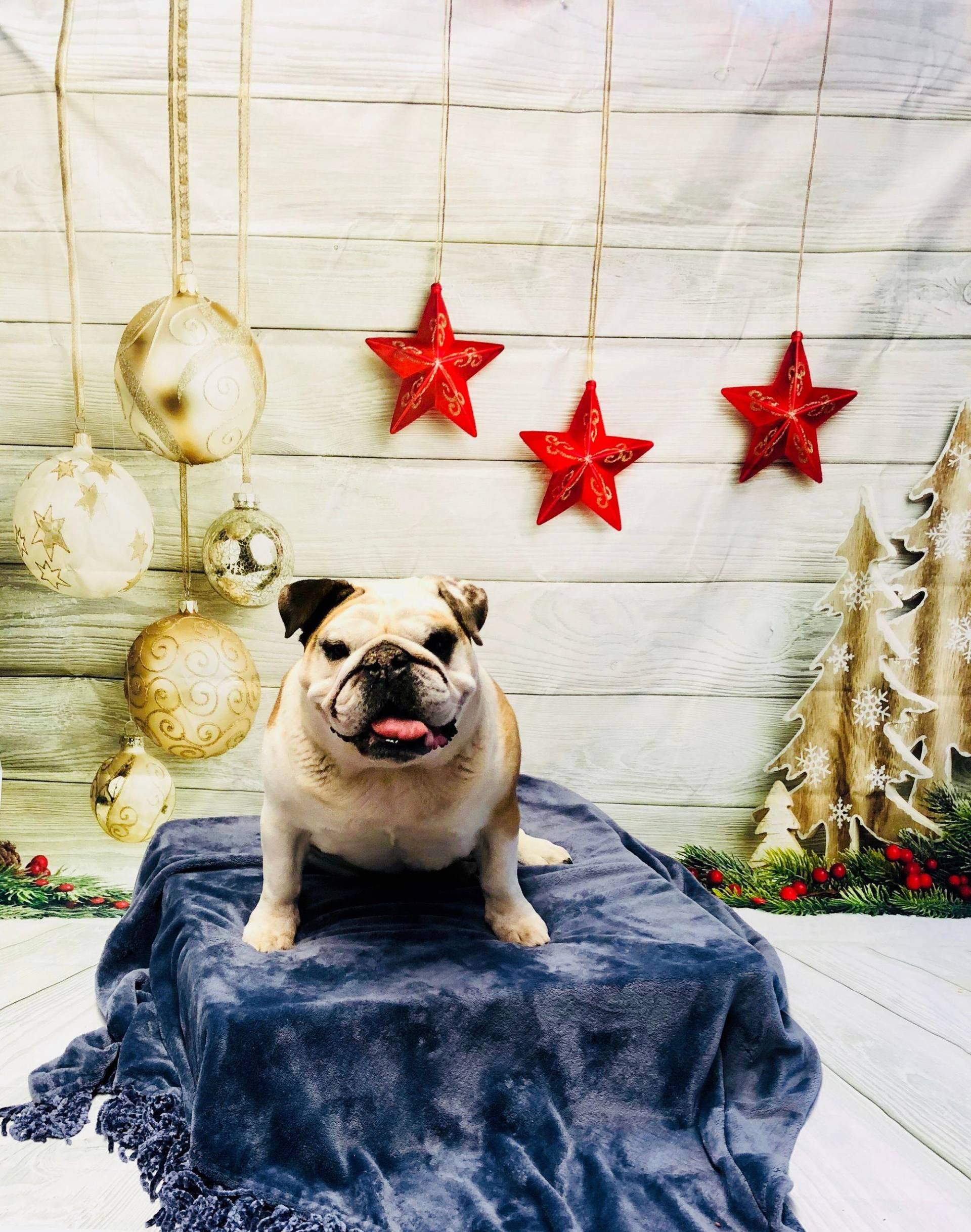 Bulldog Sitting — Redmond, OR — Rimrock Veterinary Clinic​​