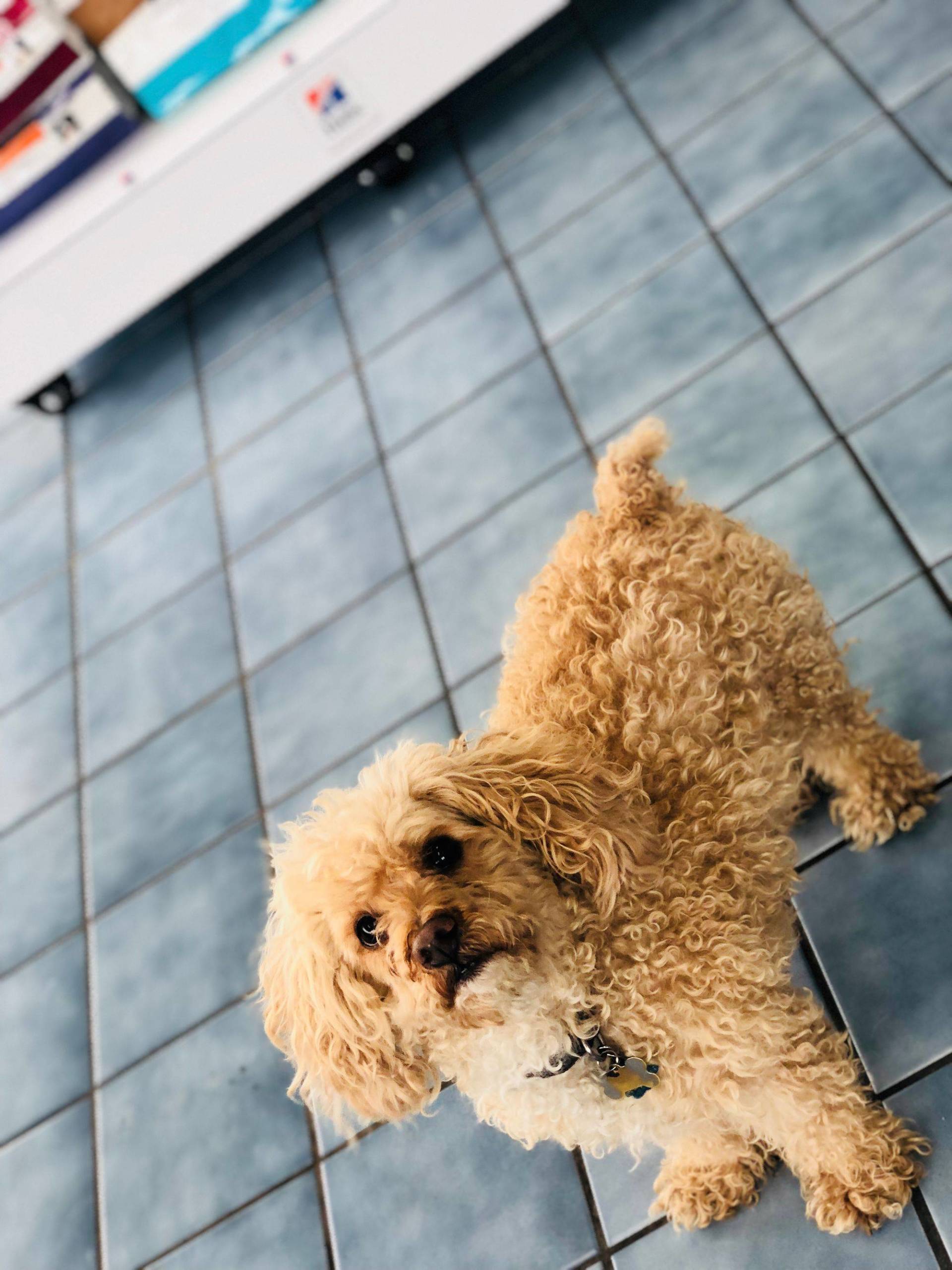 Cute Dog — Redmond, OR — Rimrock Veterinary Clinic​​