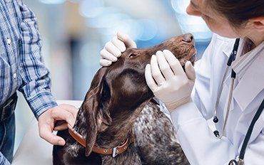 Veterinary — Preventive Care in Redmond, OR