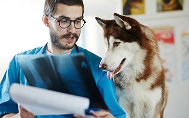 Dogs — Radiology in Redmond, OR