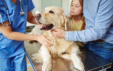 Animal Clinic — Surgery in Redmond, OR