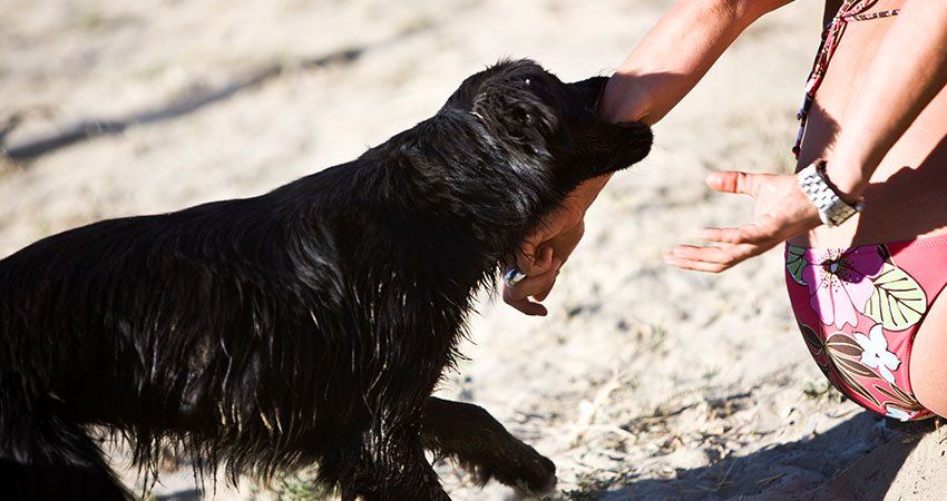dog biting someone at the beach