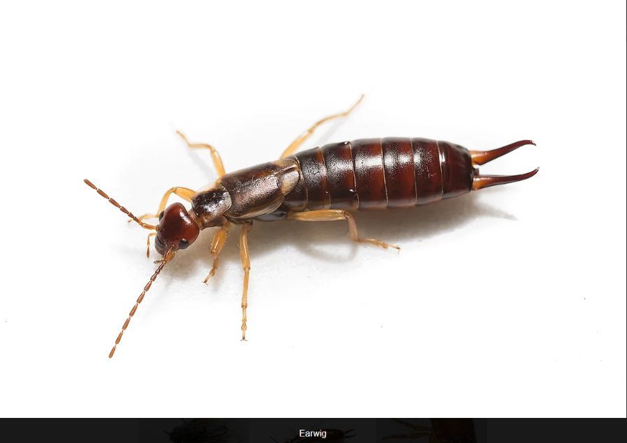 Insects in Montana Complete Pest Services