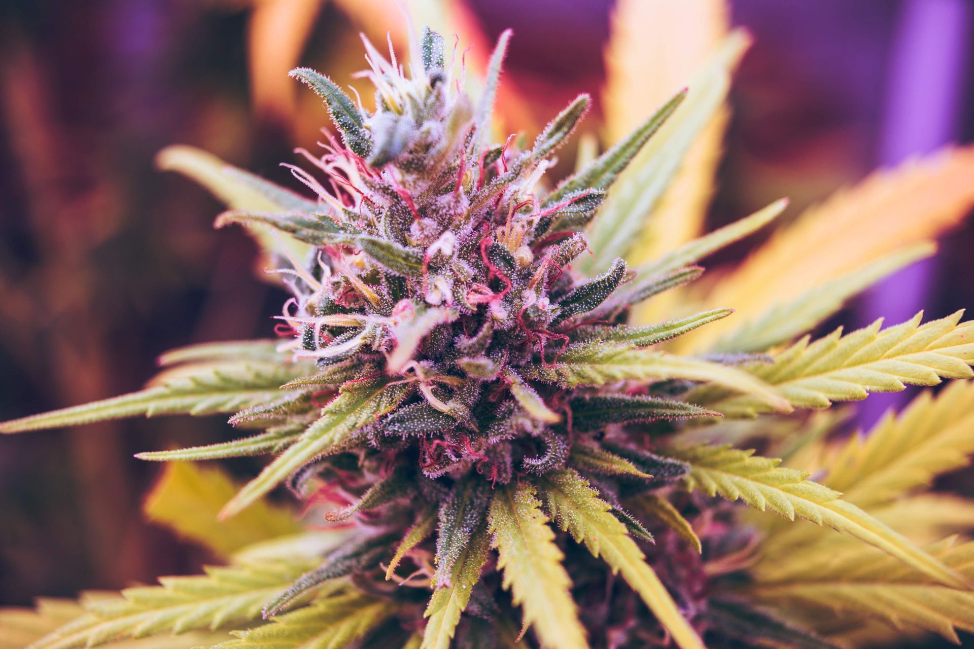 alleviate pain with purple bud