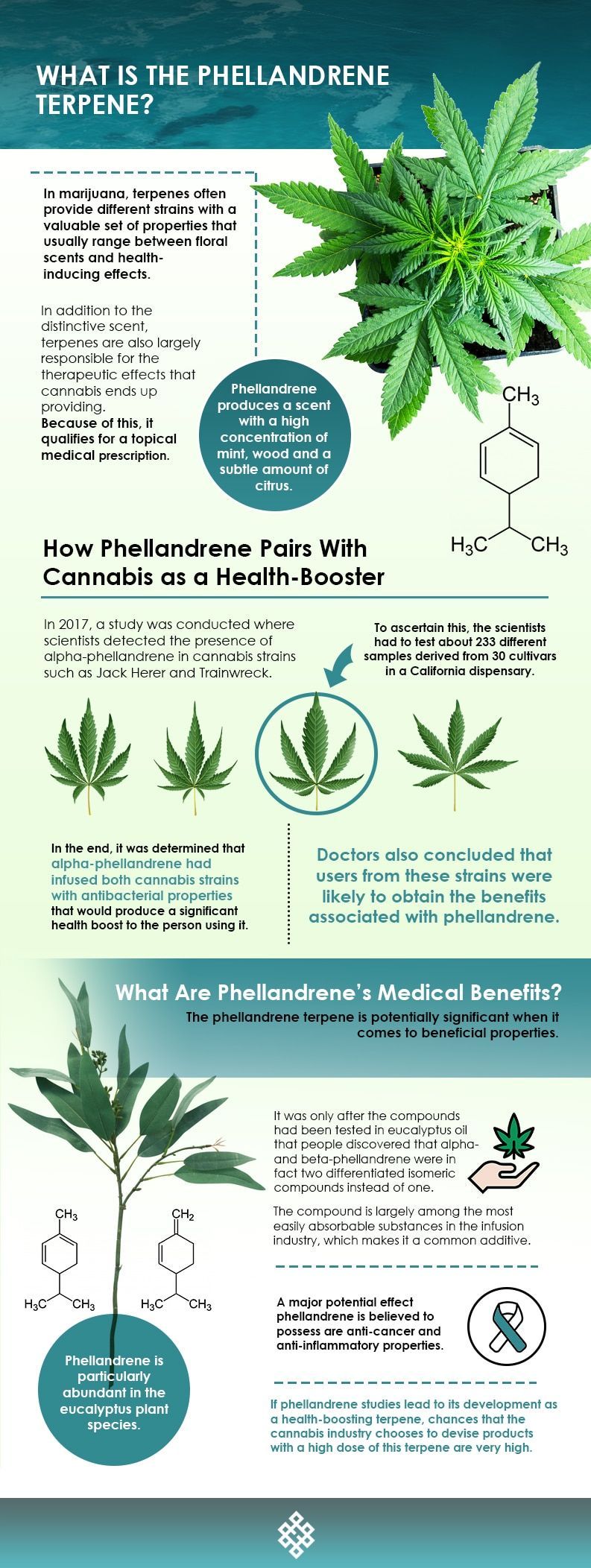 phellandrene terpene