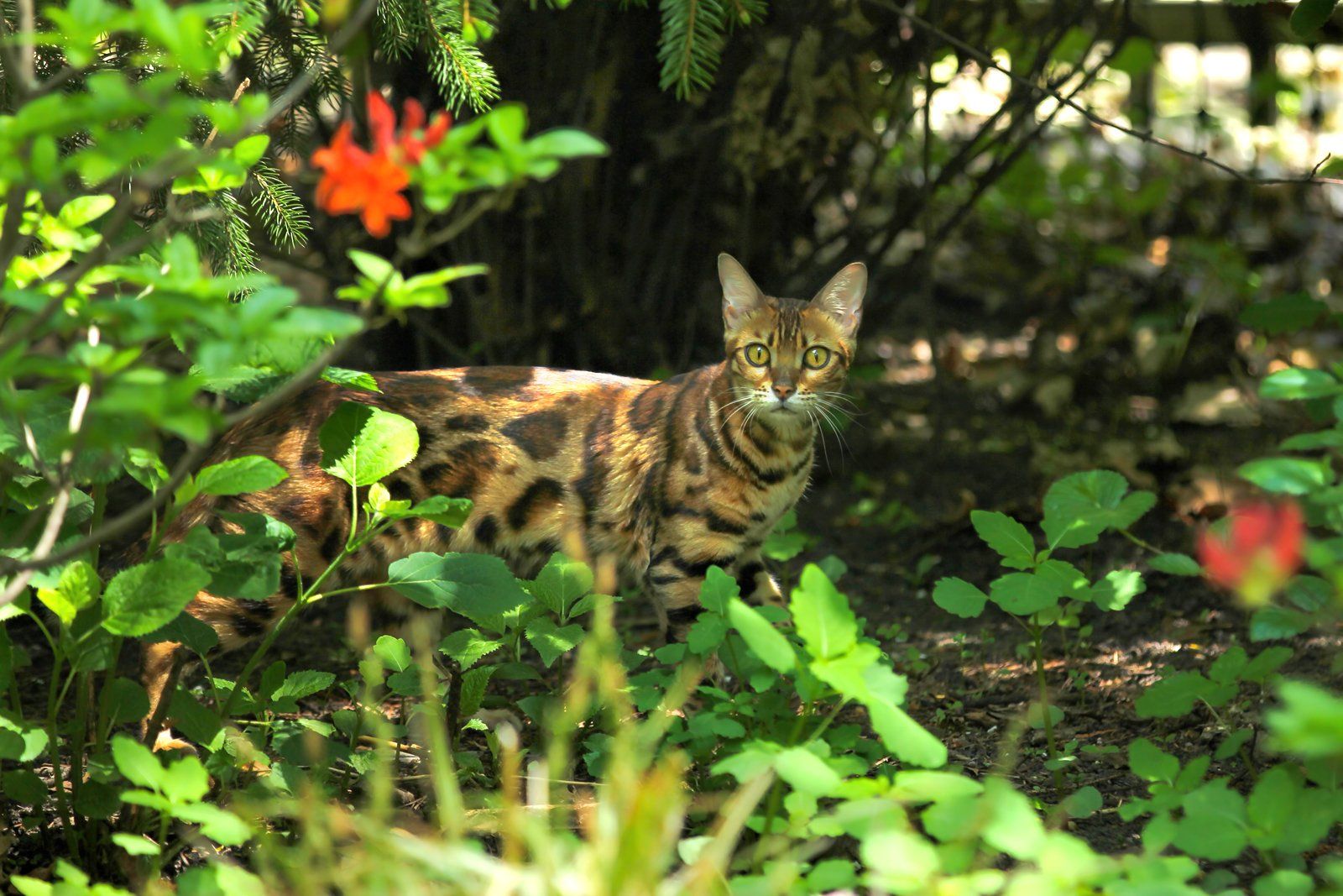 A bengal cat is walking through a lush green forest.