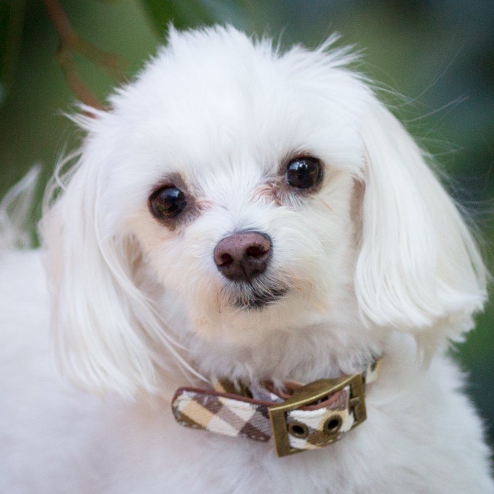 A small white dog wearing a plaid collar is looking at the camera.