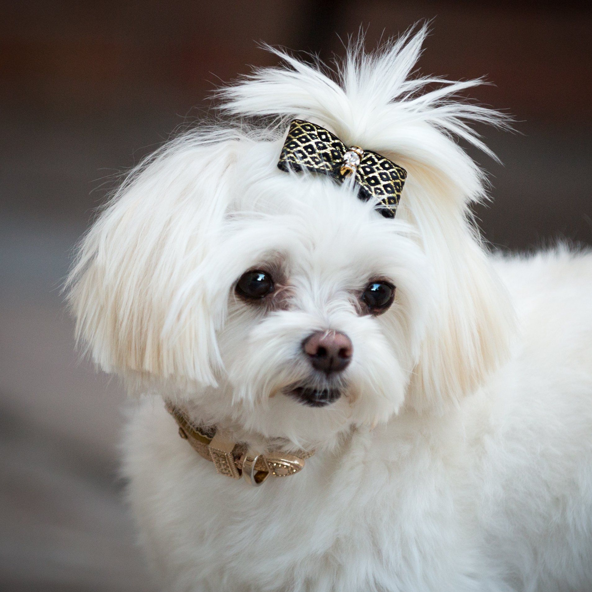 A small white dog with a bow in its hair
