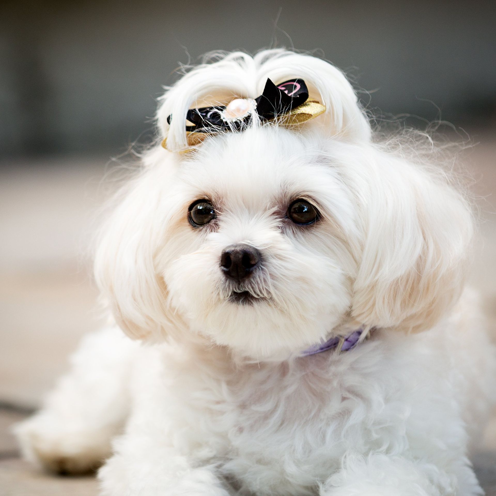A small white dog with a bow in its hair.