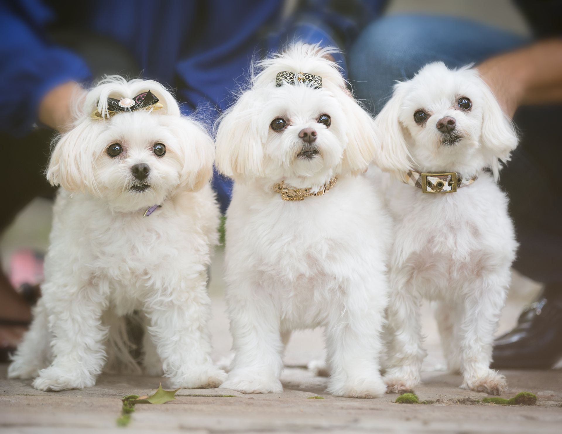 Three small white dogs are standing next to each other on a sidewalk.