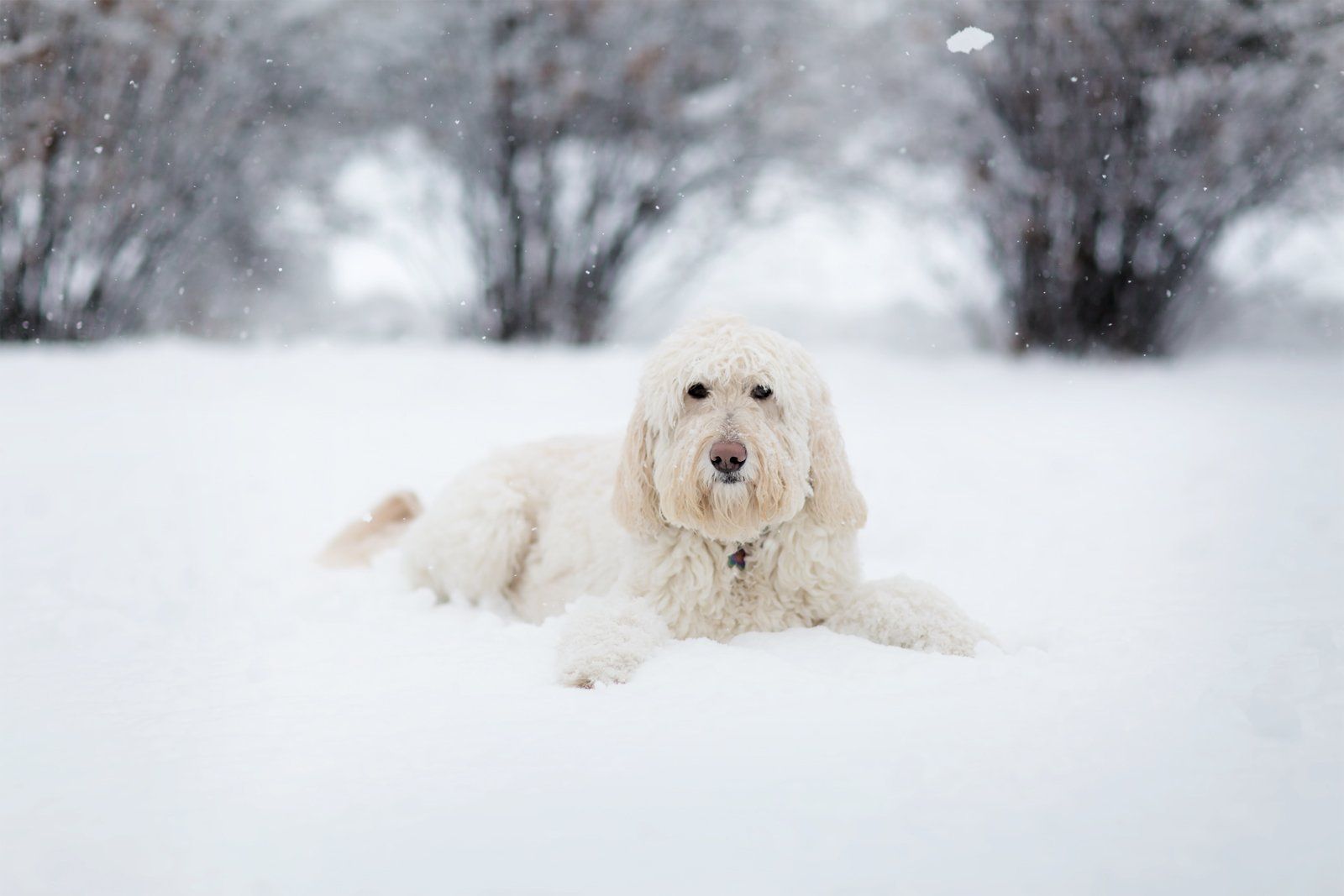 A white dog is laying in the snow and looking at the camera.