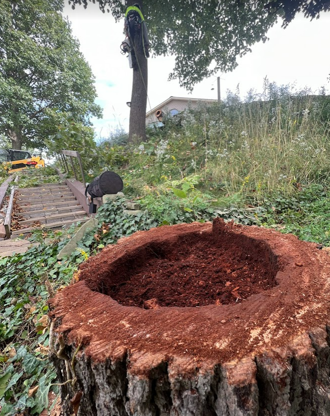 Tree - Toledo, OH - All Seasons Tree Care Inc