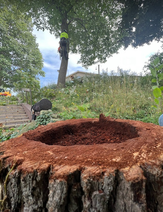 Cut Tree - Toledo, OH - All Seasons Tree Care Inc