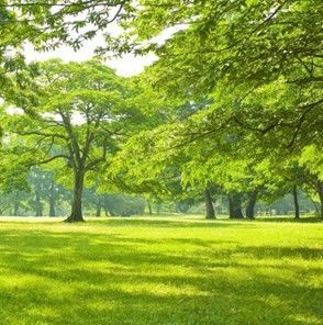 A green grass field with trees. A green grass field with trees.