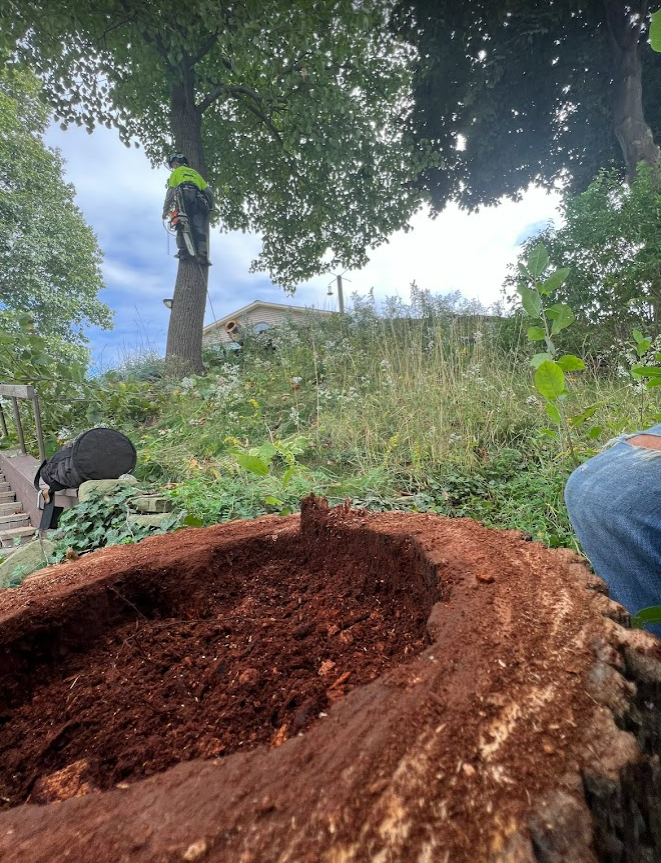 Cut Tree in Nature - Toledo, OH - All Seasons Tree Care Inc