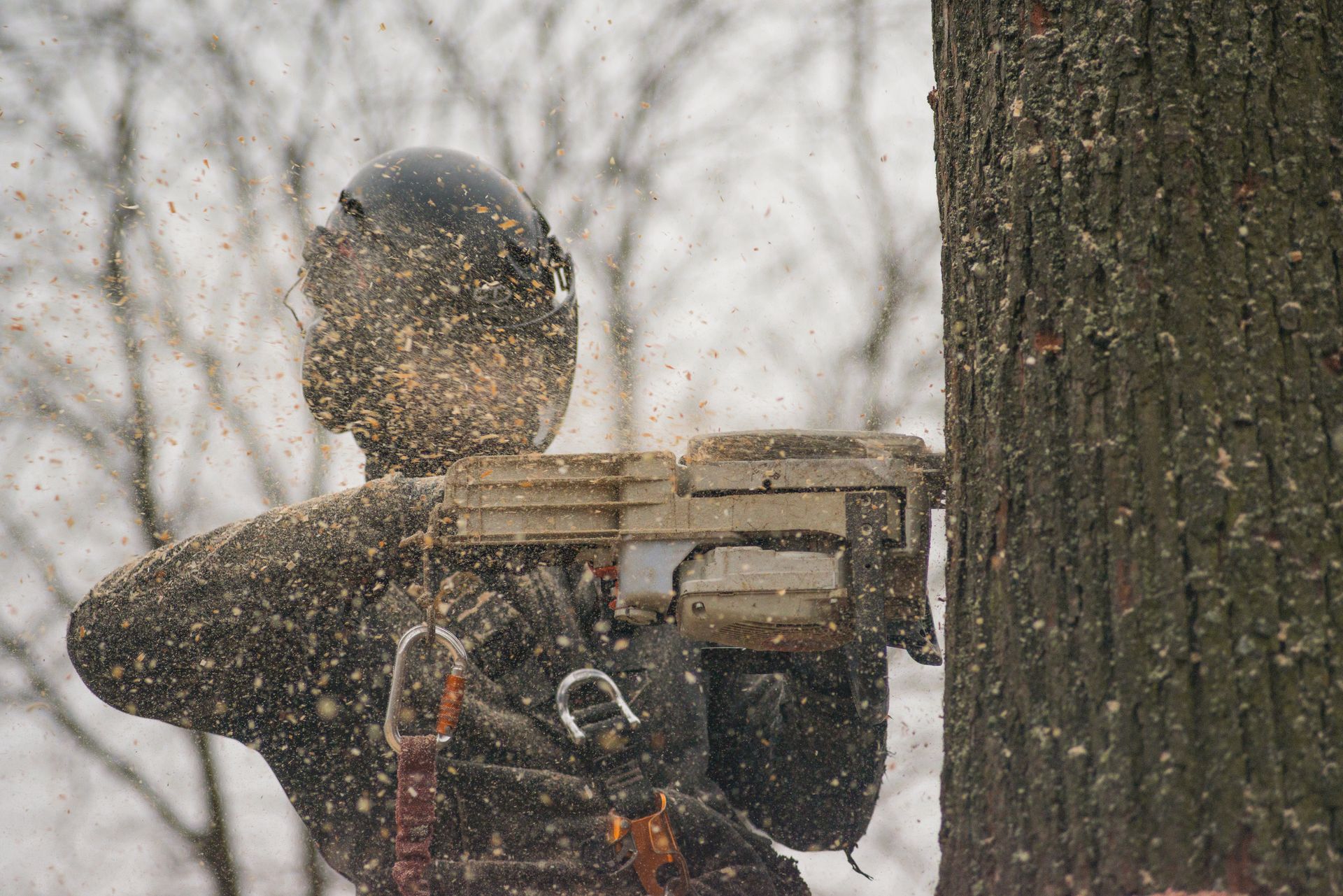 An arborist in safety gear cutting a tree trunk with a chainsaw outdoors.