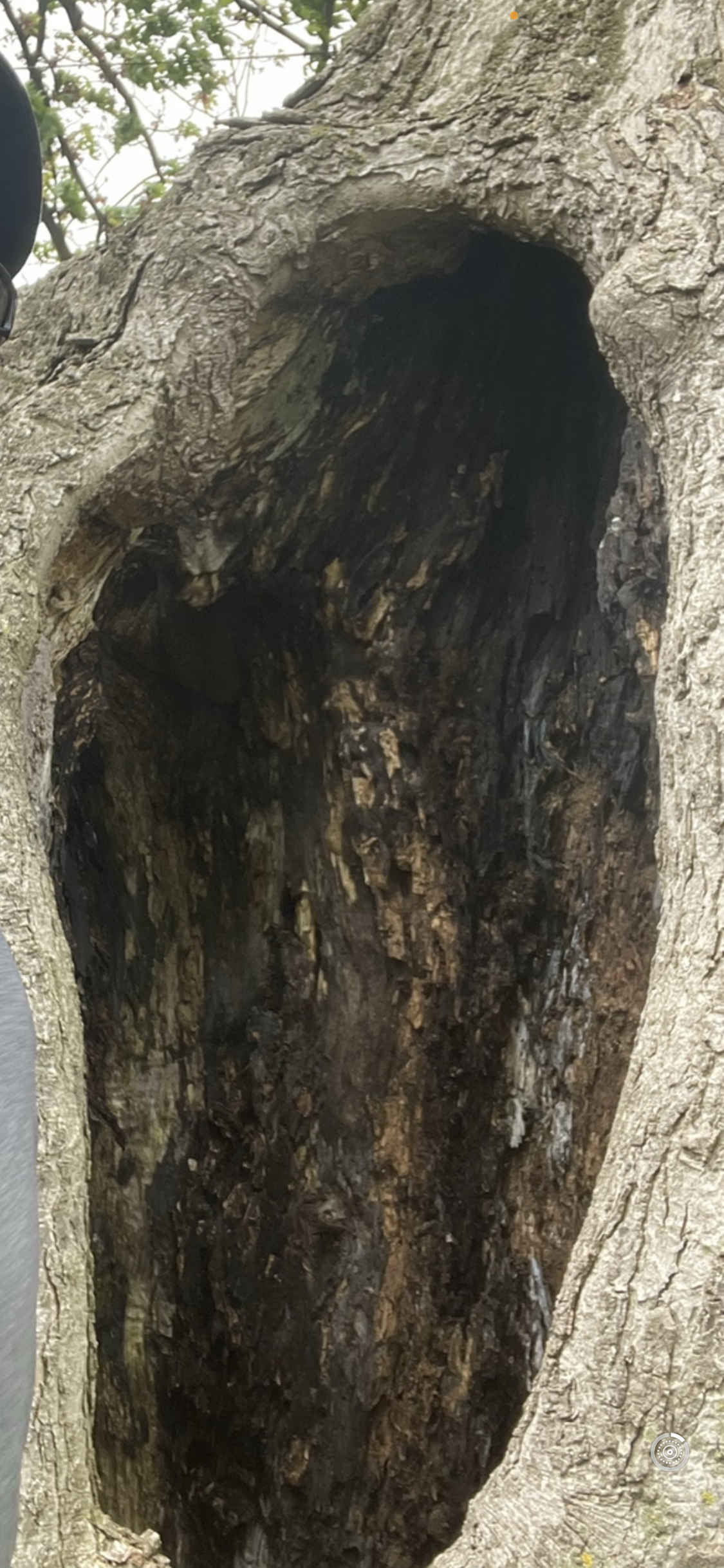 Huge Cavity In A Tree | Toledo, OH | All Seasons Tree Care