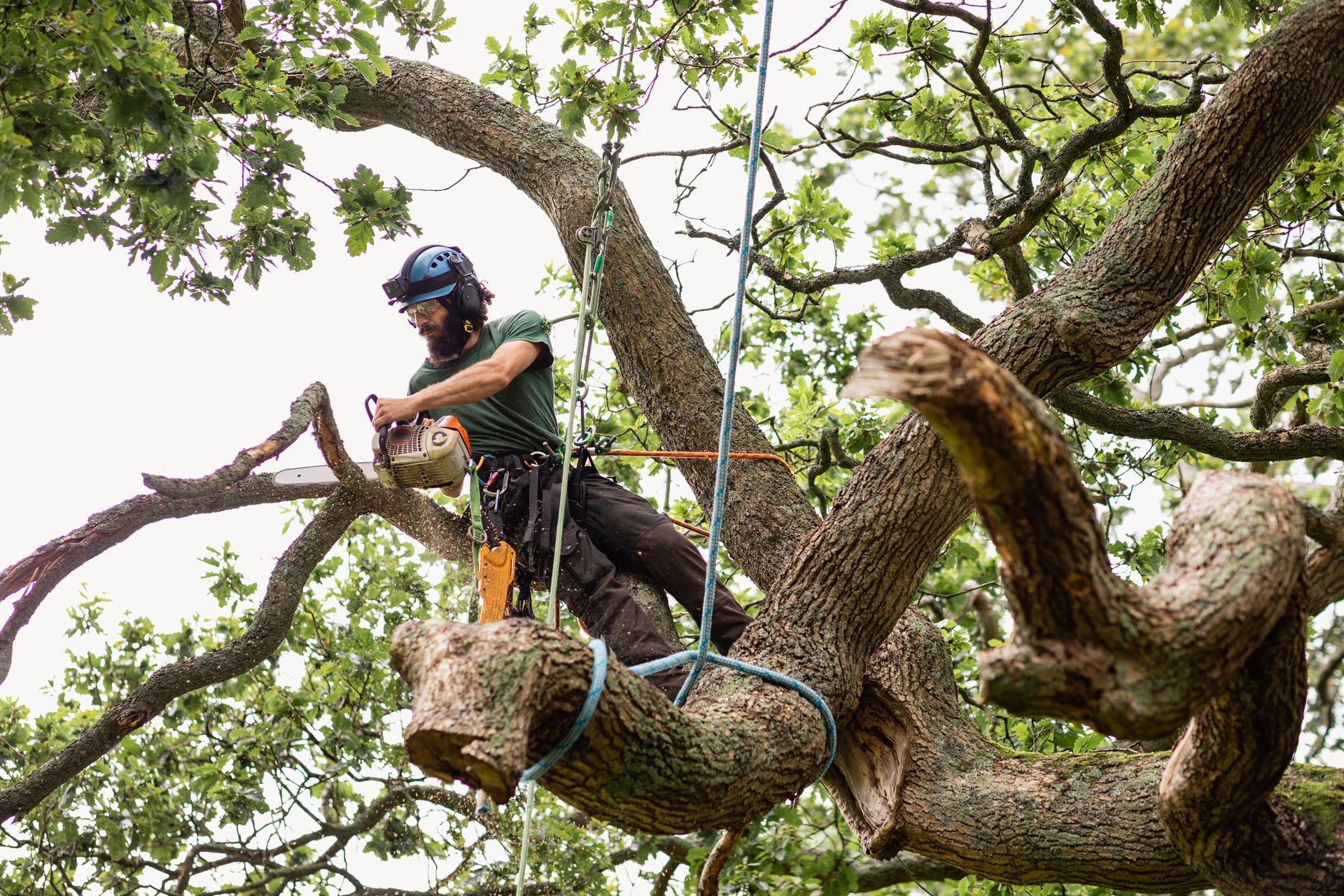Tree surgeon using chainsaw to remove tree branch at height.