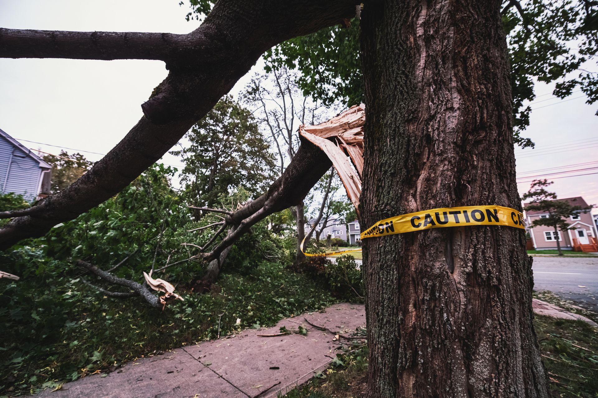 A tree wrapped in caution tape near a house, marked as a hazard needing emergency tree services.