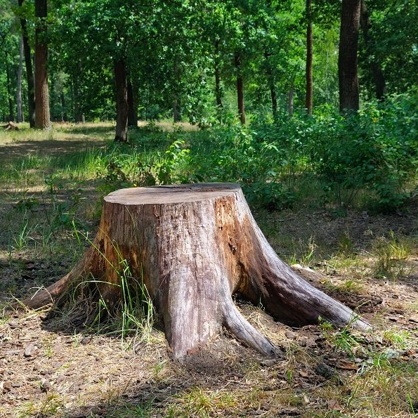 Grinding Tree Stump — Toledo, OH — All Seasons Tree Care