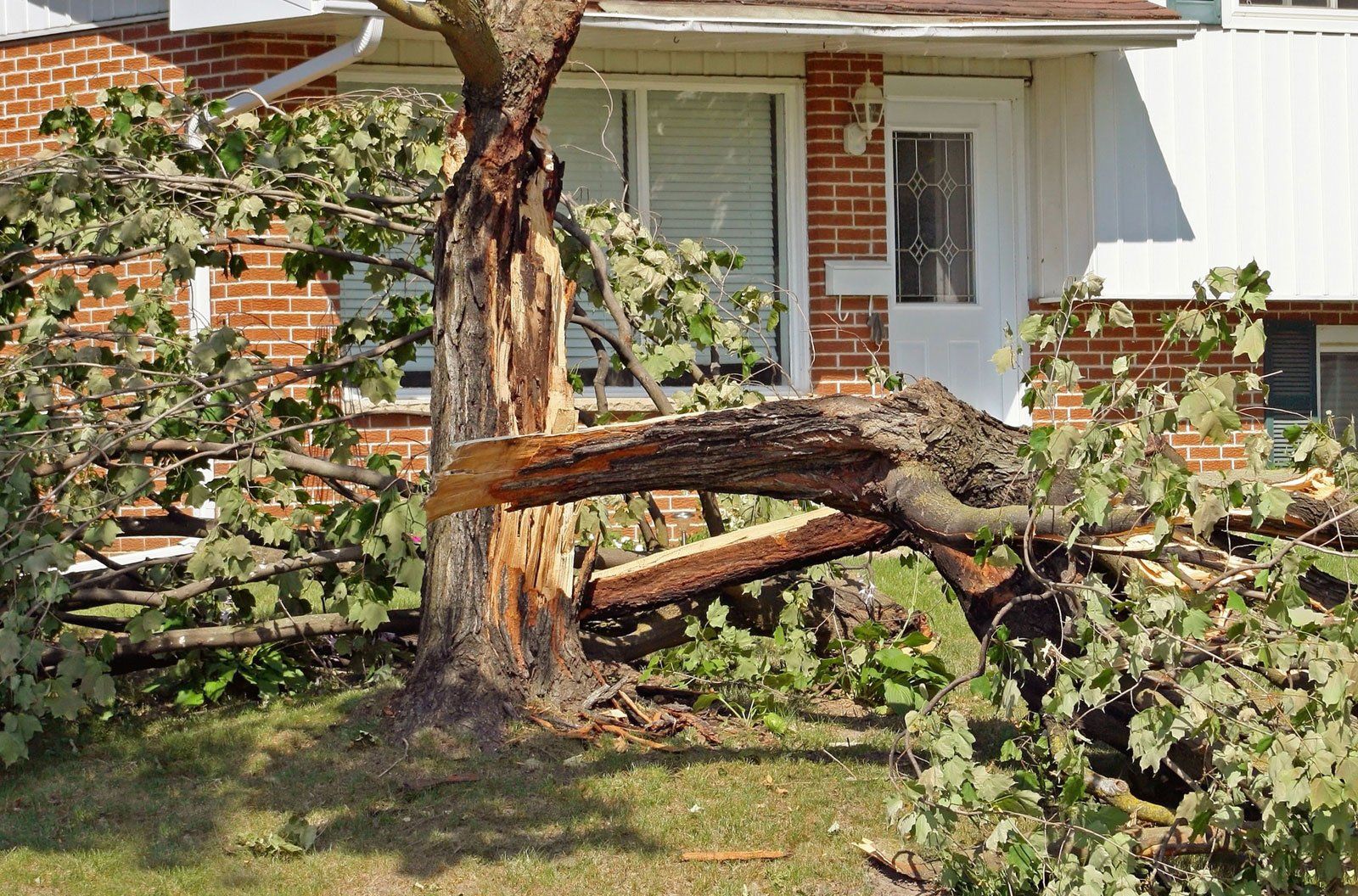 Tree storm damage, Markdale Ontario.