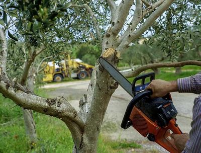 Tree Trimming — Pruning an Olive Tree in Prescott Valley, AZ