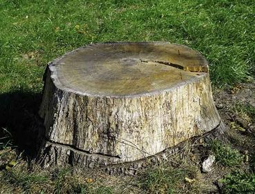 Stump Grinding — Old Tree Stump  in Prescott Valley, AZ