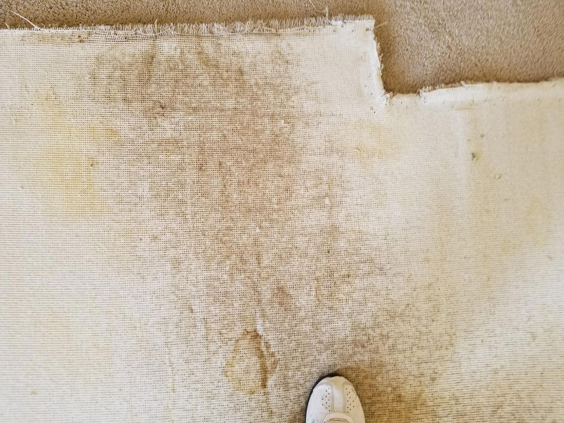 Dirty, stained, white carpet with a person's foot. Sections are cut out.