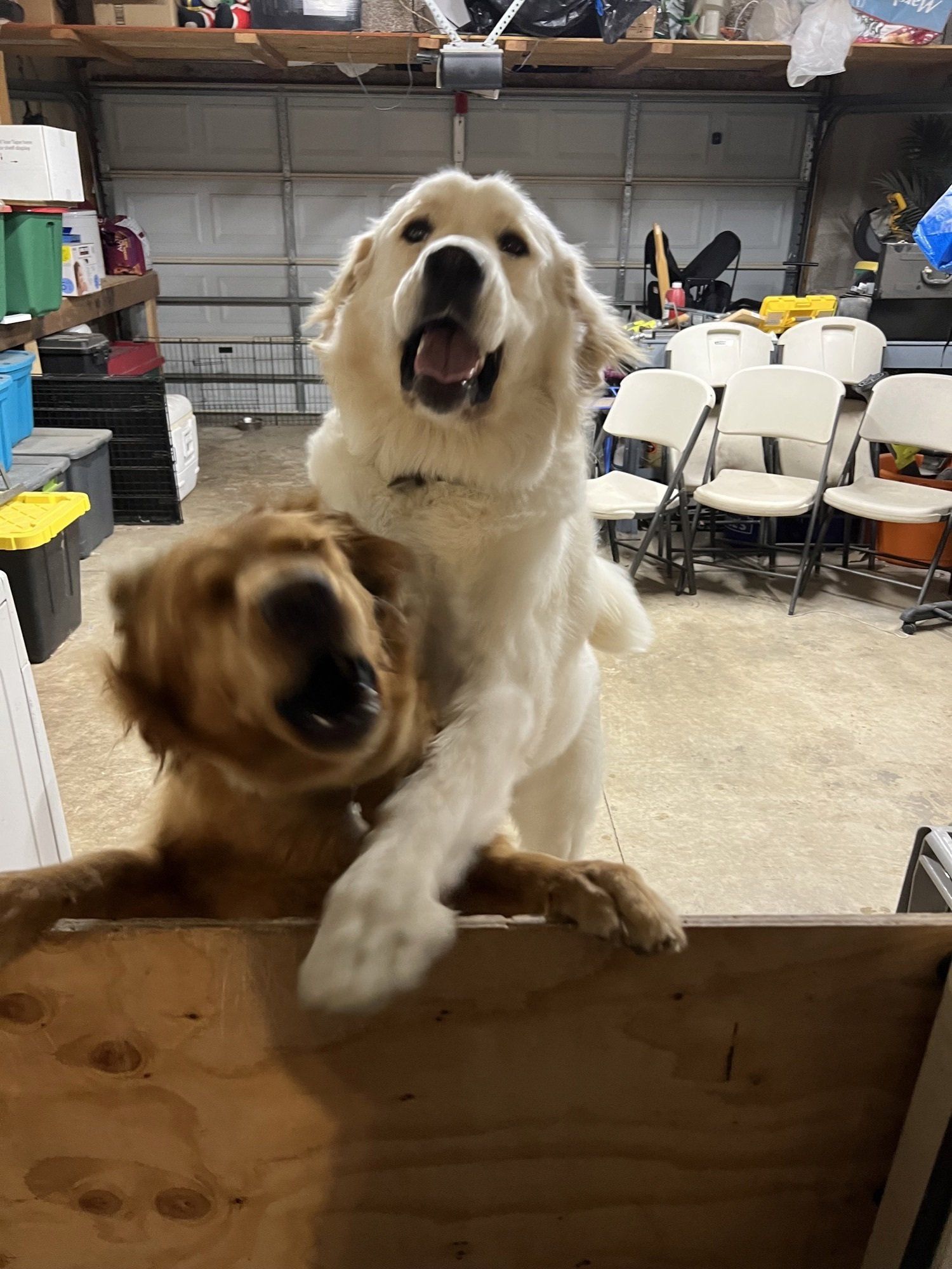 Gallery All Fur the Luv of Paws